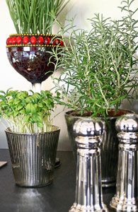 K&uuml;chenstudio in Erlangen: K&uuml;che Modell Cult